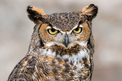  > Great Horned Owl