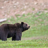 SmugMug > keywords > grizzly bear > Grizzly Bear- YNP