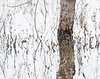 SmugMug > keywords > reflection > Wetlands reflections, Sacramento Valley