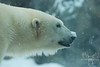 SmugMug > keywords > white bear > polar bear